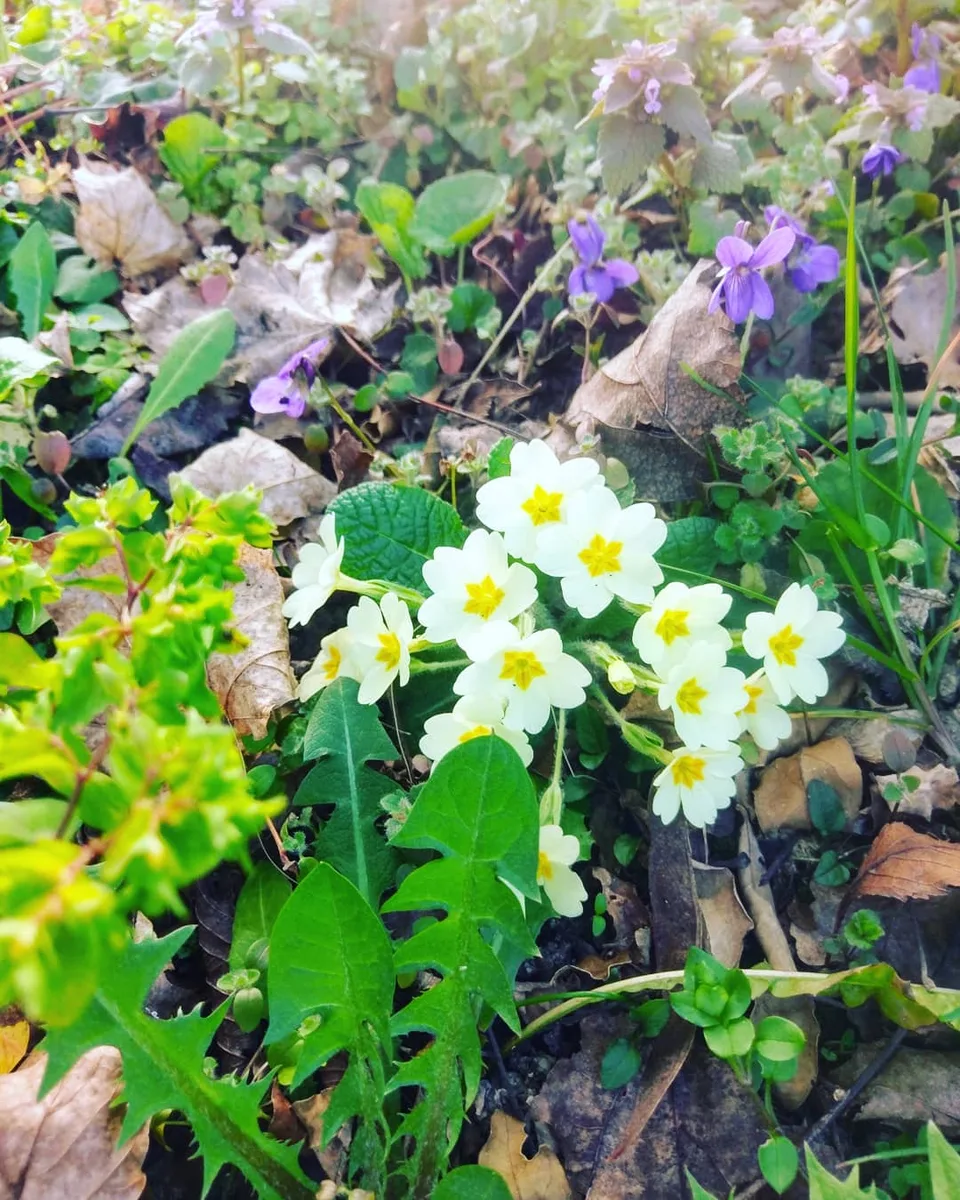 Immagine 1 di «BUONA PRIMAVERA»
