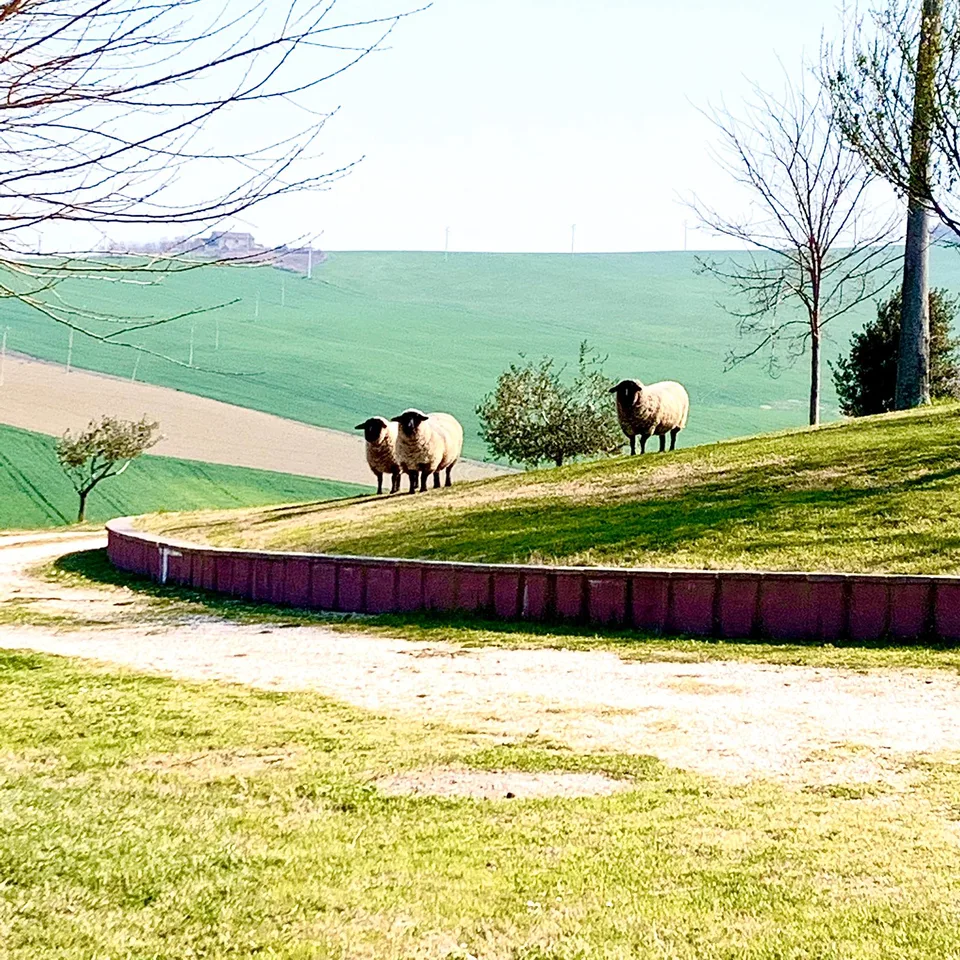 Immagine 7 di «BUONA PRIMAVERA»
