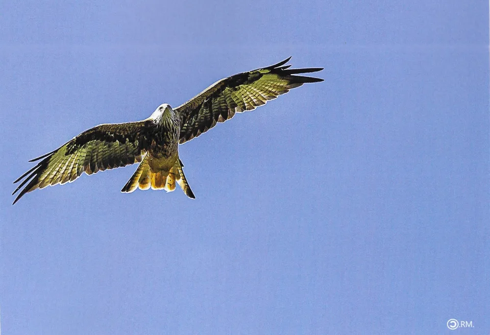 Immagine 17 di «HANGAR… mongolfiere e macchine volanti»