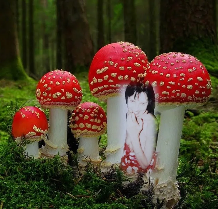 Immagine 23 di «BOSCO e… SOTTOBOSCO»